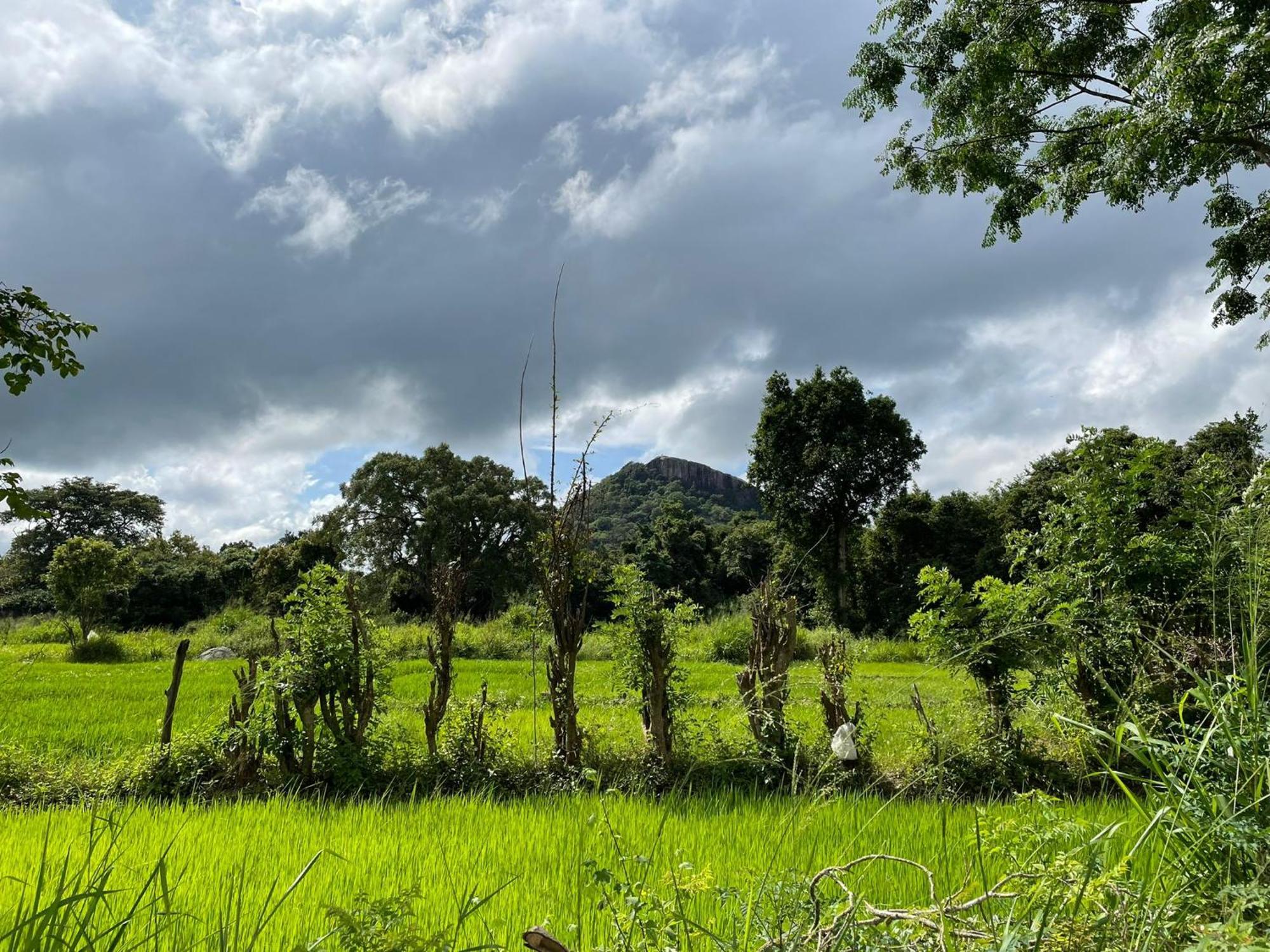 Thilina Homestay Sigiriya Room photo